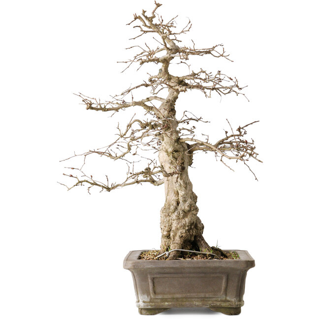 Carpinus coreana Yamadori, 44,3 cm, ± 25 Jahre alt