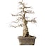 Carpinus coreana Yamadori, 44,3 cm, ± 25 años