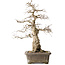 Carpinus coreana Yamadori, 44,3 cm, ± 25 Jahre alt