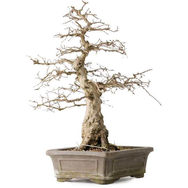 Carpinus coreana Yamadori, 44,3 cm, ± 25 years old