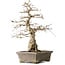 Carpinus coreana Yamadori, 44,3 cm, ± 25 años