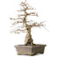 Carpinus coreana Yamadori, 44,3 cm, ± 25 Jahre alt