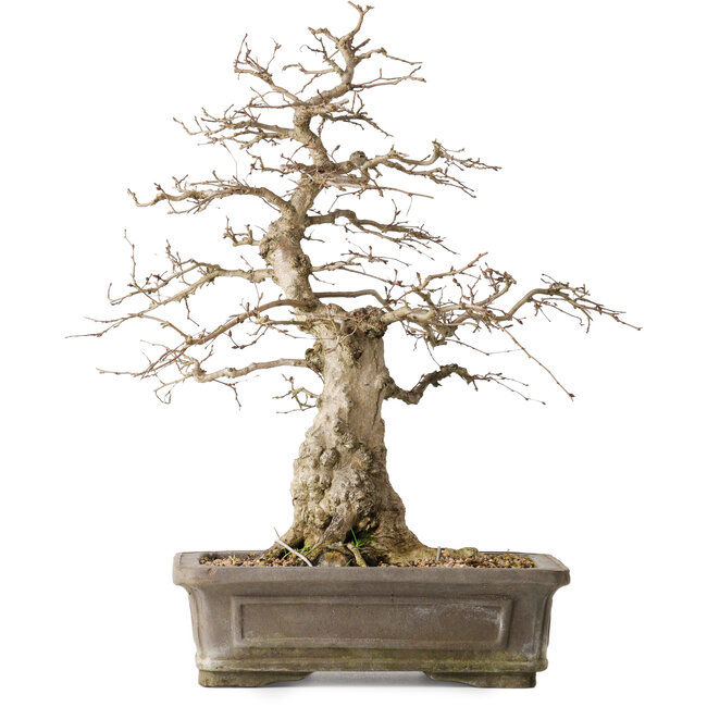 Carpinus coreana Yamadori, 44,3 cm, ± 25 años