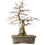 Carpinus coreana Yamadori, 44,3 cm, ± 25 años