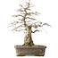 Carpinus coreana Yamadori, 44,3 cm, ± 25 years old