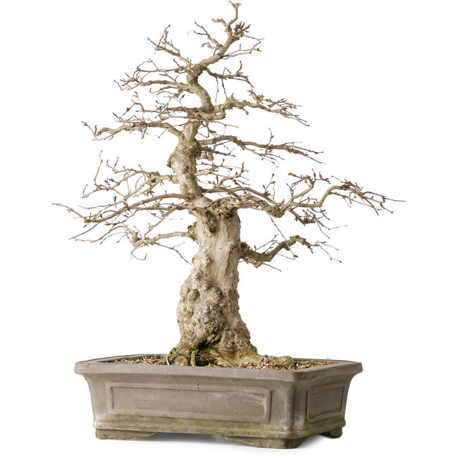 Carpinus coreana Yamadori, 44,3 cm, ± 25 jaar oud