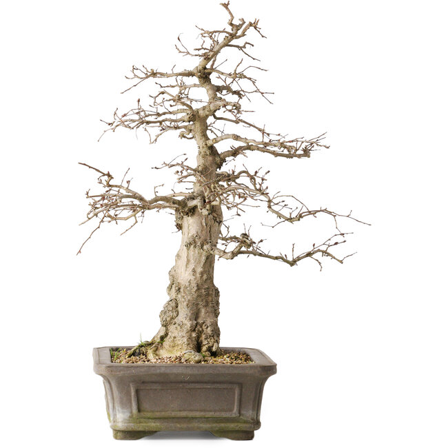 Carpinus coreana Yamadori, 44,3 cm, ± 25 años