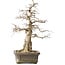 Carpinus coreana Yamadori, 44,3 cm, ± 25 años