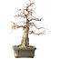 Carpinus coreana Yamadori, 44,3 cm, ± 25 ans