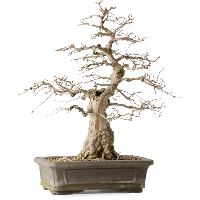 Carpinus coreana Yamadori, 44,3 cm, ± 25 anni