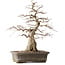 Carpinus coreana Yamadori, 44,3 cm, ± 25 años