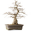 Carpinus coreana Yamadori, 44,3 cm, ± 25 ans