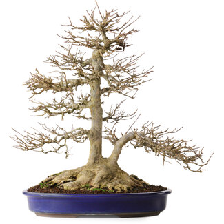 Acer buergerianum, 44,5 cm, ± 35 Jahre alt