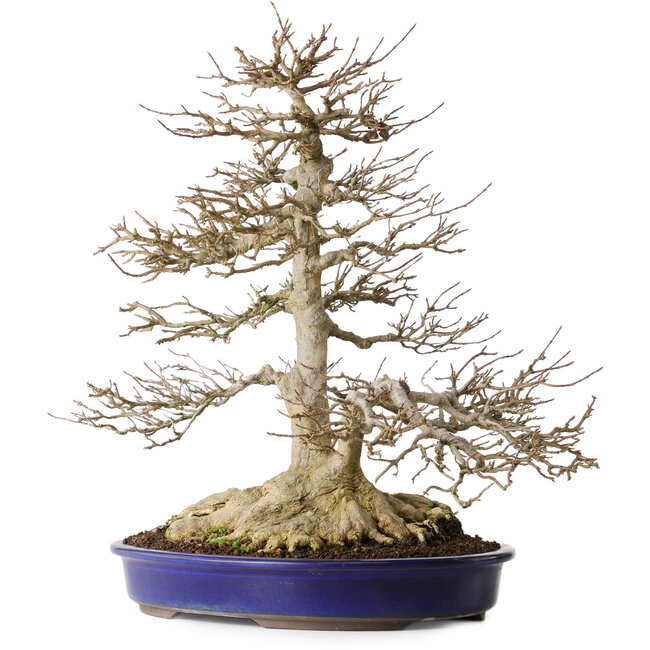 Acer buergerianum, 44,5 cm, ± 35 anni, con un solido nebari di 16,5 cm e radici larghe fino a 23,5 cm, albero vecchio particolarmente bello con un buon nebari e ramificazione