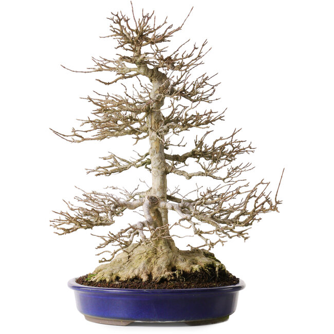 Acer buergerianum, 44,5 cm, ± 35 jaar oud, met een stevige nebari van 16,5 cm en wortels tot 23,5 cm breed, een bijzonder mooie oude boom met een goede nebari en vertakking.