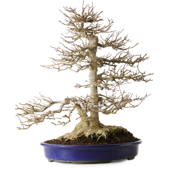 Acer buergerianum, 44,5 cm, ± 35 anni, con un solido nebari di 16,5 cm e radici larghe fino a 23,5 cm, albero vecchio particolarmente bello con un buon nebari e ramificazione