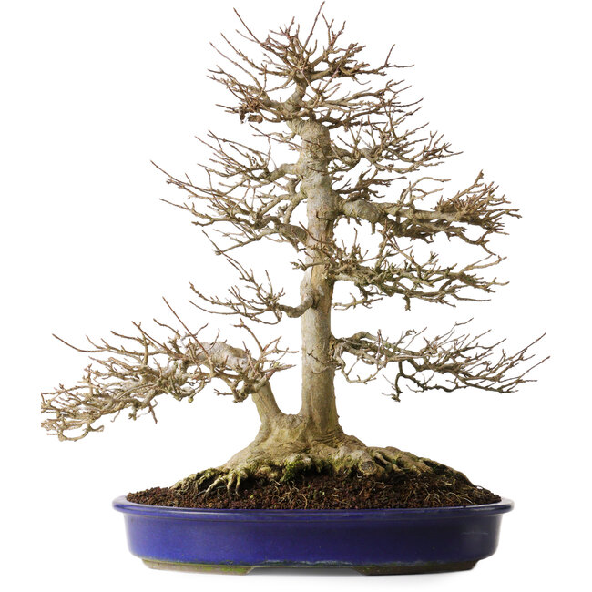 Acer buergerianum, 44,5 cm, ± 35 years old, with a solid nebari of 16,5 cm and roots up to  23,5 cm wide, particularly beautiful old tree with a good nebari and ramification