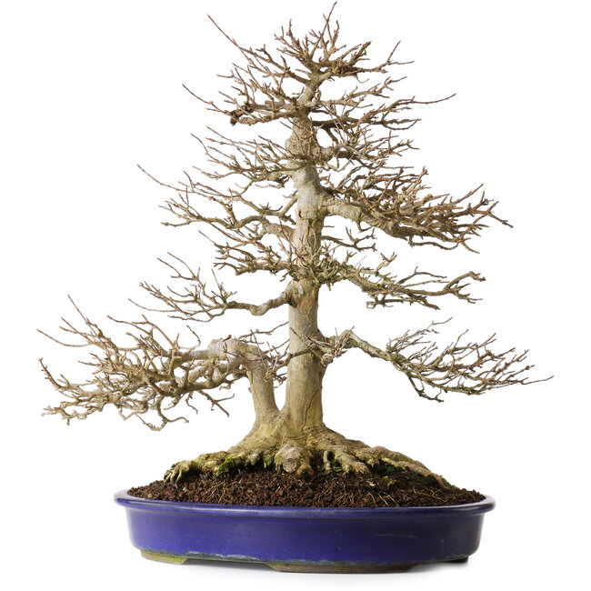 Acer buergerianum, 44,5 cm, ± 35 ans, avec un nebari solide de 16,5 cm et des racines jusqu'à 23,5 cm de large, particulièrement bel arbre ancien avec un bon nebari et une bonne ramification.