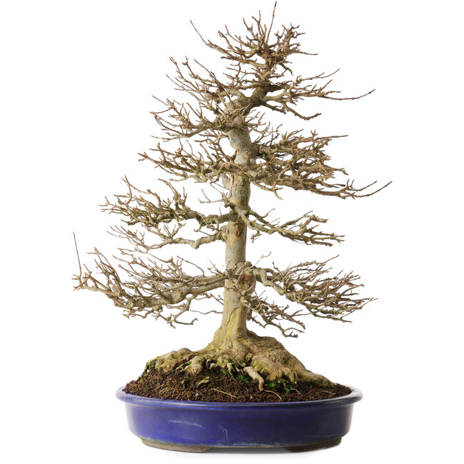 Acer buergerianum, 44,5 cm, ca. 35 Jahre alt, mit einem kräftigen Wurzelansatz von 16,5 cm und Wurzeln bis zu 23,5 cm Breite, besonders schöner alter Baum mit gutem Wurzelansatz und Verzweigung