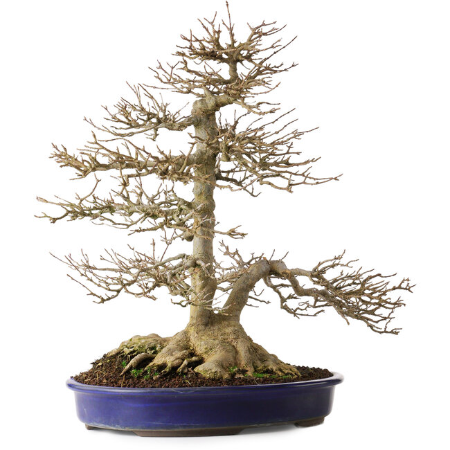 Acer buergerianum, 44,5 cm, ± 35 jaar oud, met een stevige nebari van 16,5 cm en wortels tot 23,5 cm breed, een bijzonder mooie oude boom met een goede nebari en vertakking.