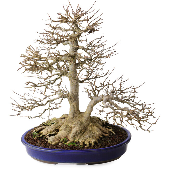 Acer buergerianum, 44,5 cm, ± 35 anni, con un solido nebari di 16,5 cm e radici larghe fino a 23,5 cm, albero vecchio particolarmente bello con un buon nebari e ramificazione