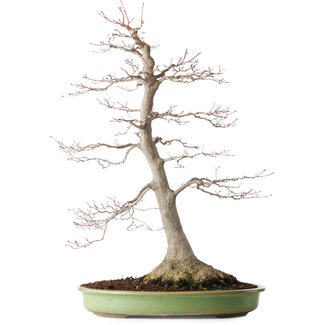 Acer palmatum, 65 cm, ± 30 Jahre alt