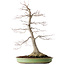 Acer palmatum, 65 cm, ± 30 years old, with a nebari of 195 cm, with beautiful maturity and bark pattern