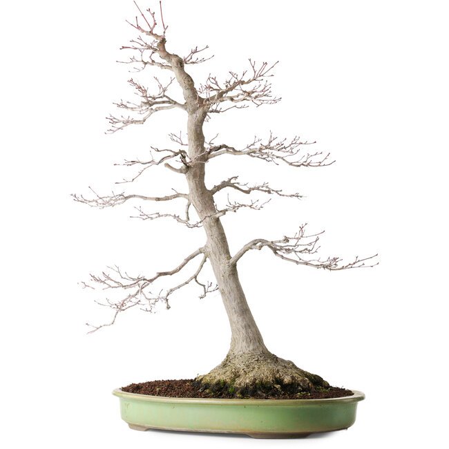 Acer palmatum, 65 cm, ± 30 años, con un nebari de 195 cm, con hermosa madurez y patrón de corteza.