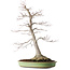 Acer palmatum, 65 cm, ± 30 years old, with a nebari of 195 cm, with beautiful maturity and bark pattern