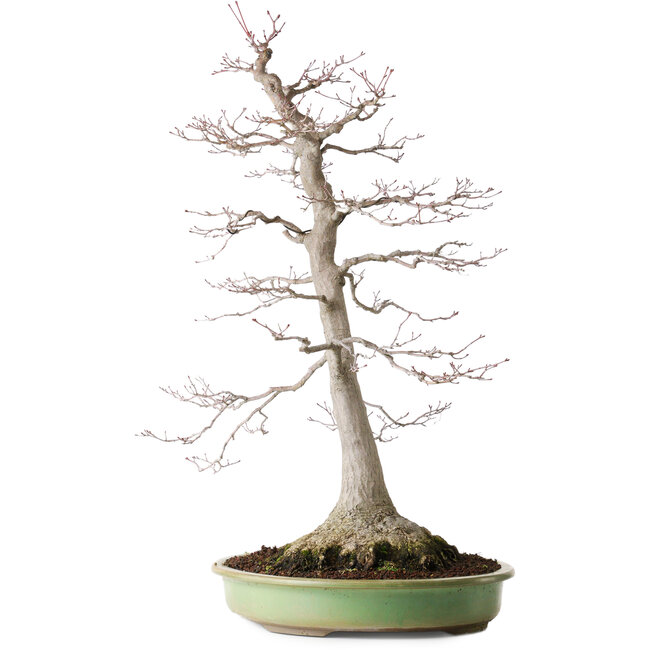 Acer palmatum, 65 cm, ± 30 anni, con un nebari di 195 cm, con bella maturità e disegno della corteccia