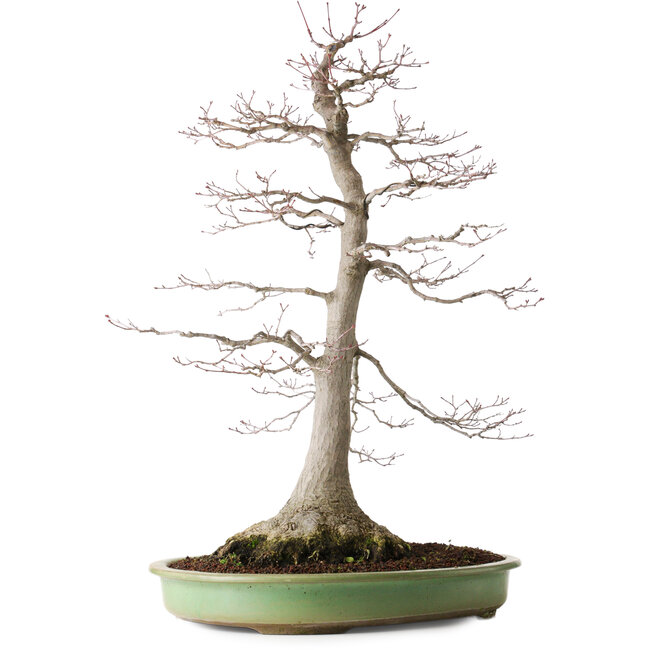 Acer palmatum, 65 cm, ± 30 anni, con un nebari di 195 cm, con bella maturità e disegno della corteccia