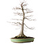 Acer palmatum, 65 cm, ± 30 years old, with a nebari of 195 cm, with beautiful maturity and bark pattern
