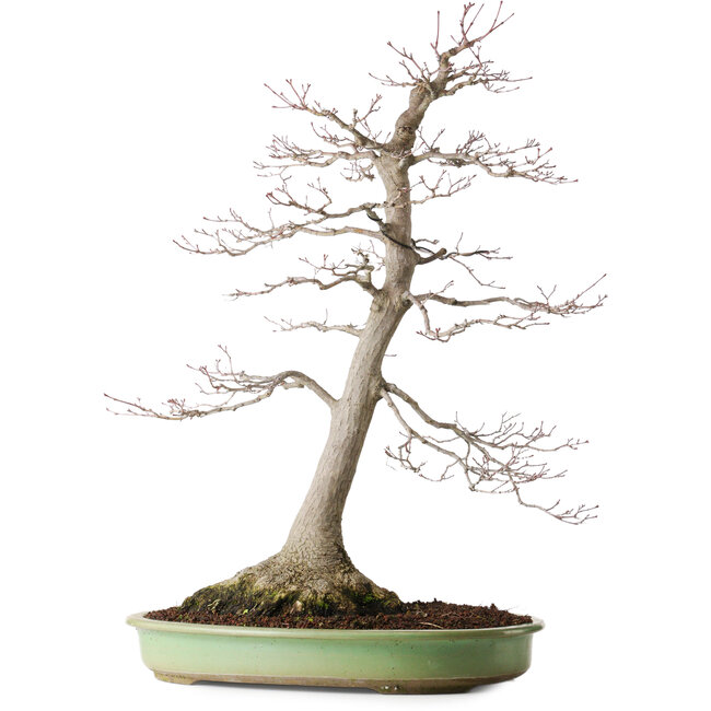 Acer palmatum, 65 cm, environ 30 ans, avec un nebari de 195 cm, présentant une belle maturité et un motif d'écorce remarquable.