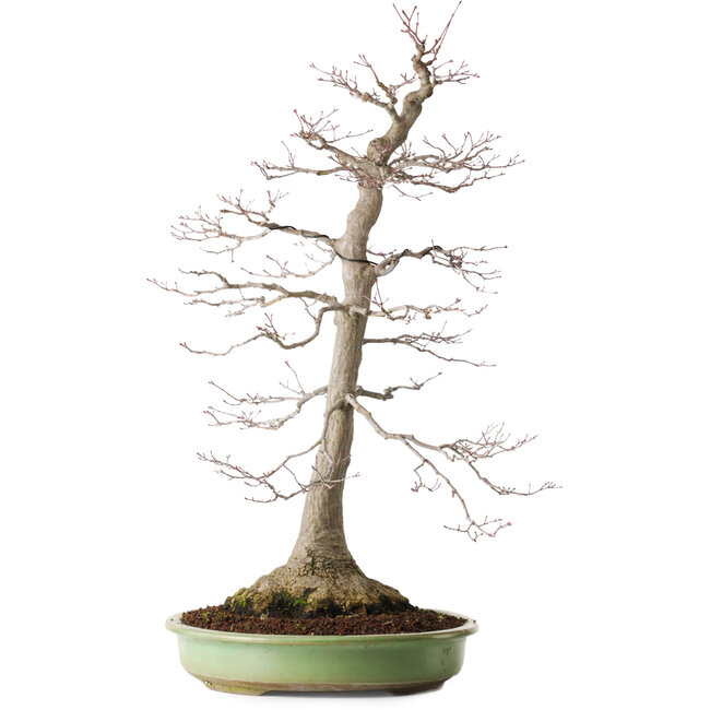 Acer palmatum, 65 cm, ± 30 years old, with a nebari of 195 cm, with beautiful maturity and bark pattern