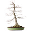 Acer palmatum, 65 cm, ± 30 years old, with a nebari of 195 cm, with beautiful maturity and bark pattern