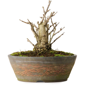 Gingko Biloba, 20 cm, ± 15 jaar oud