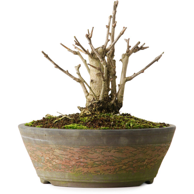 Ginkgo Biloba, 20 cm, ± 15 ans