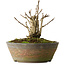 Ginkgo Biloba, 20 cm, ± 15 ans
