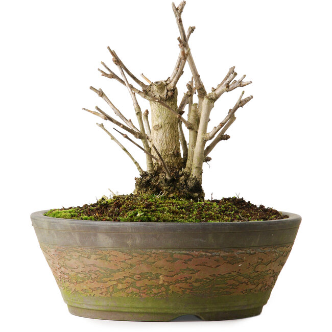 Ginkgo Biloba, 20 cm, ± 15 ans