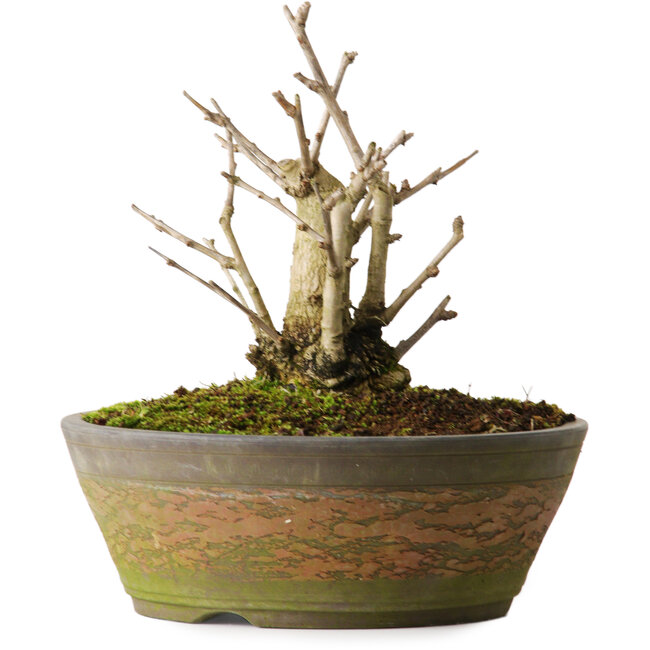 Ginkgo biloba, 20 cm, ± 15 Jahre alt