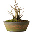 Ginkgo Biloba, 20 cm, ± 15 jaar oud