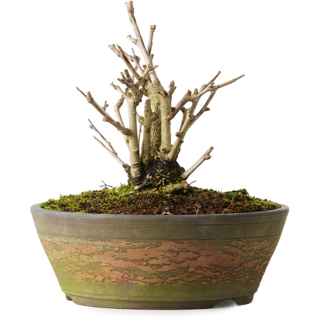 Ginkgo Biloba, 20 cm, ± 15 años