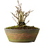 Ginkgo Biloba, 20 cm, ± 15 ans