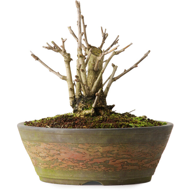 Ginkgo biloba, 20 cm, ± 15 Jahre alt