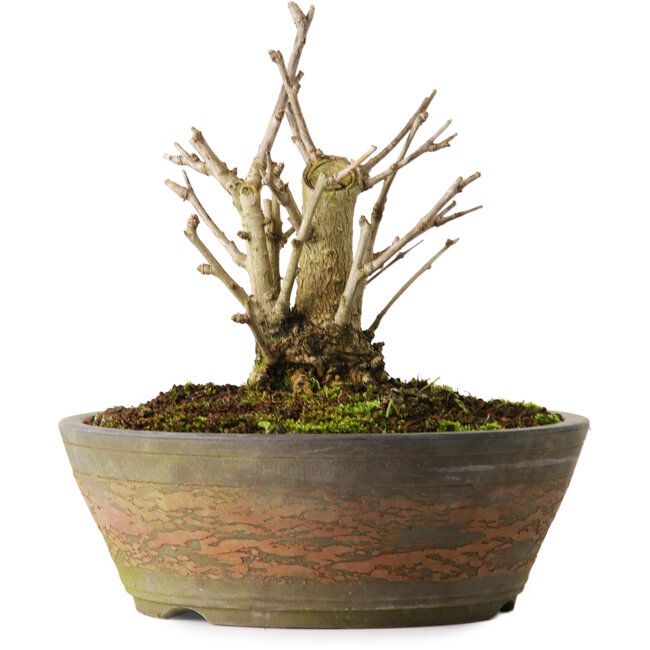 Ginkgo Biloba, 20 cm, ± 15 años