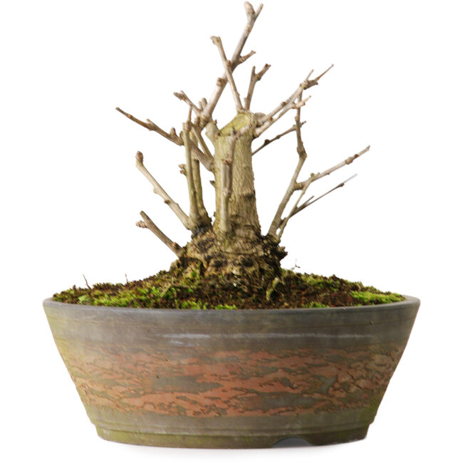 Ginkgo Biloba, 20 cm, ± 15 ans