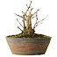 Ginkgo Biloba, 20 cm, ± 15 ans