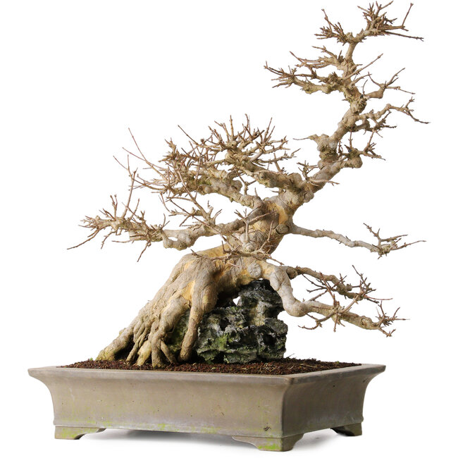 Acer buergerianum, 56,5 cm, ± 25 anni, su una bellissima roccia di Ibigawa