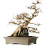 Acer buergerianum, 56,5 cm, ± 25 years old, on a beautiful Ibigawa-rock