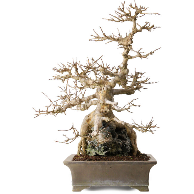 Acer buergerianum, 56,5 cm, ± 25 years old, on a beautiful Ibigawa-rock